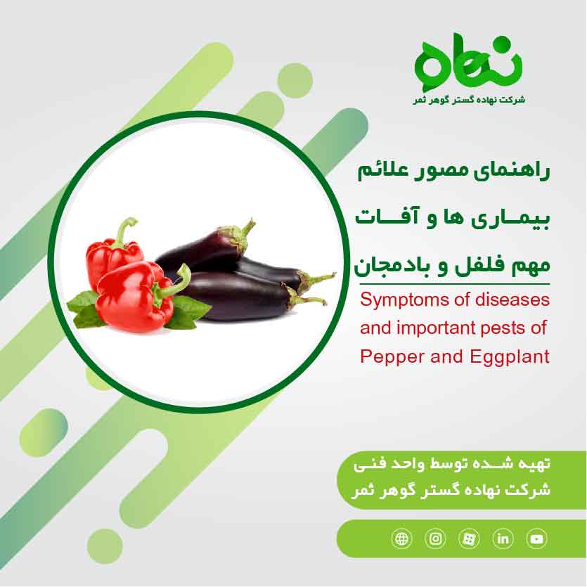 Symptoms of important disease and pests of pepper and eggplants